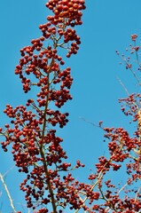 Vogelbeeren an einem Strauch vor blauem Himmel