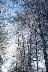 Tall birch trees on a winter day