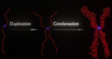 3d rendering of chromosome in duplication and condensation processes in 3d illustration