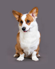  Dog breed welsh corgi cardigan sits on the grey background