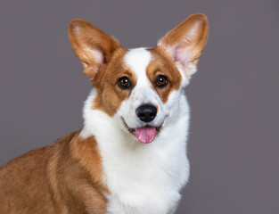 Dog breed welsh corgi cardigan sits on the grey background; tongue; lick your nose