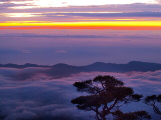 Fototapeta na wymiar Surise over sea of clouds and Taiwan hemlock tree