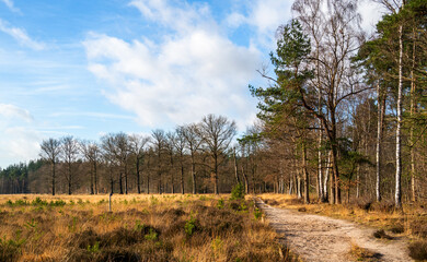 Fototapeta premium Heath landscape in winter in Netherlands 