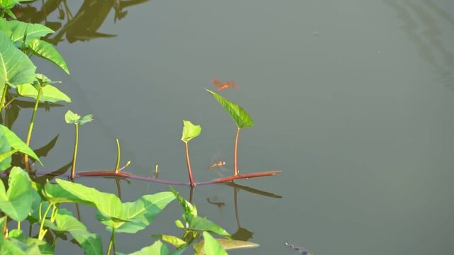 Archer fish, Blowpipe fish, jumps to eat the dragonflies that lay their eggs.