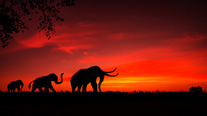 Amazing safari. silhouette of Elephants  walking through the grassFields on the sunset.The colorful of the sunset and sunrise.
