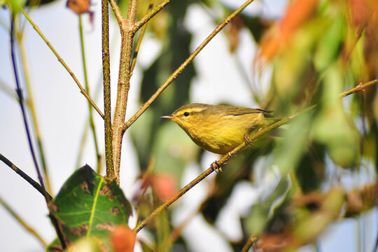 Tickell's leaf warbler (Phylloscopus affinis) is a leaf warbler found in Asia in the countries of Nepal, Bangladesh, Bhutan, China, India, Myanmar, Pakistan and Thailand.