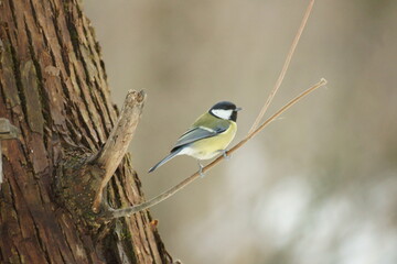 a titmouse