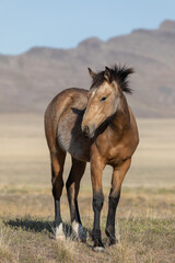 Obraz na płótnie Canvas Wild Horse in the Utah Desert in Spring