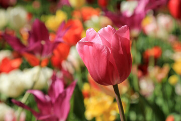 Blühende Tulpen im Frühling