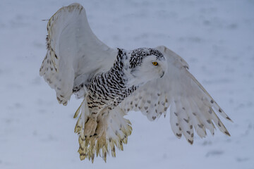 Snowy owl (Bubo scandiacus) lifts off and flies low hunting over a snow covered field in Ottawa, Canada