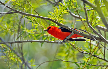 Scarlet Tanager