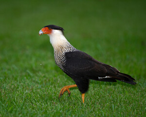 Crested Caracara