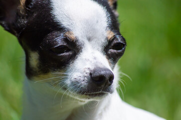 Very detailed portrait of a little black and white chihuahua looking far away, lost in his thoughts, with a bright green lawn background.