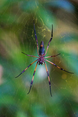 Red-legged golden orb-weaver spider (Nephila inaurata madagascariensis) on Praslin, Seychelles.