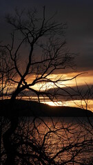 Obraz premium Sweden lake with tree at sight