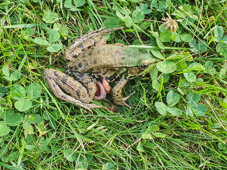 Close up shot of a poor, injured frog sitting in the grass with her guts out due to stepping accident. Waiting patiently for death to arrive.
