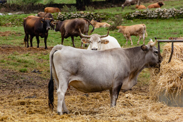 Defiant white bull with horns looking straight at the camera