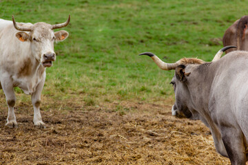Bulls with horns staring at each other, defiantly