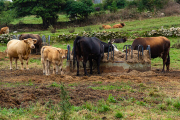 Herd of cows grazing straw on farm with green meadows