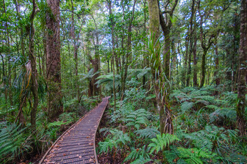 elevated footpath in the Waipoua Forest