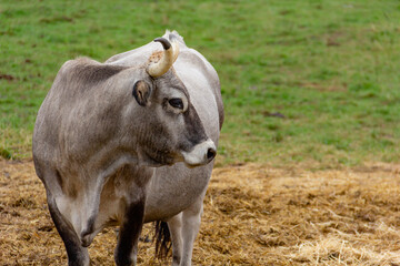 Elegant grey cow with good meat on a green background