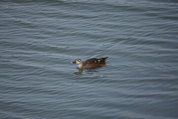 泳ぐカルガモ