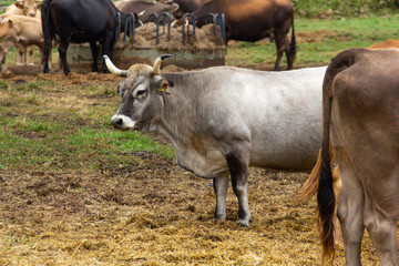 Cow between the herd in a farm