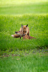 red tailed fox catches baby doe