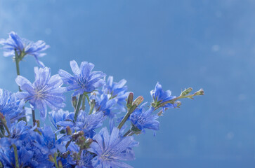 chicory flowers close up  on blue background