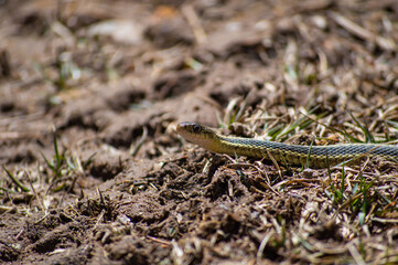 Close up shot of the head and round eye of a small grass snake exploring the surroundings at the first hint of springtime after a long winter.