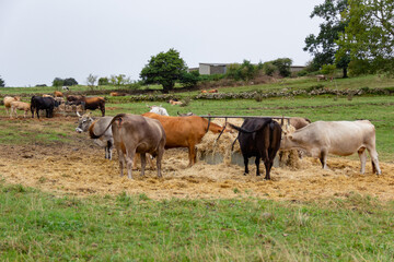 Herd of cows grazing straw on farm with green meadows
