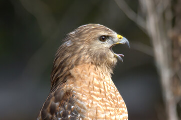 Red shouldered hawk