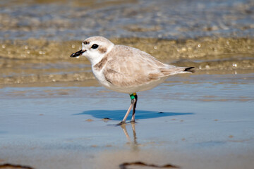 Banded snowy plover