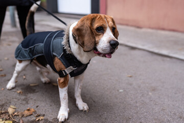 Fototapeta premium Beagle dog with a dog coat and leash, looking attentive in the street