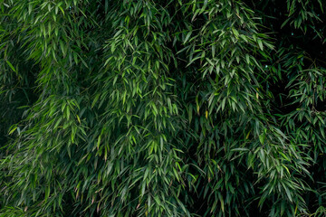 Green Lives of Bamboo grove