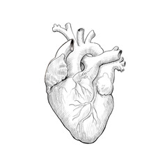 Medical anatomy, drawing of human heart. Very suitable for tattoo designs. 