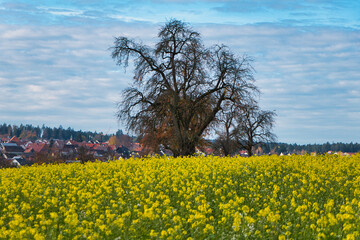 Obraz premium Drei Bäume inmitten eines Rapsfelds in Neuhausen im Enzkreis