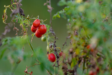 ripe cherry tomatoes in the garden. Solanum lycopersicum in the evening. vegetables at the village farm
