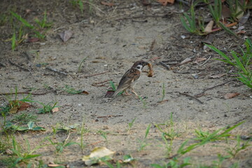 幼虫を食べるスズメ