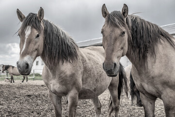 Horses in the paddock at the farm. Black and white photography.