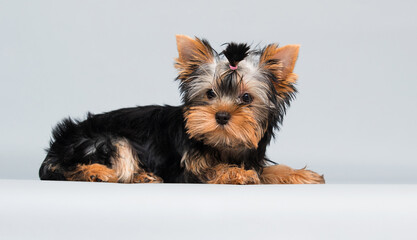 Yorkshire terrier puppy looking up on gray background