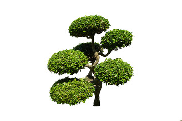 brush tree dwarf, bonsai tree isolated on white background. Green shrub tree for outdoor garden decoration. 