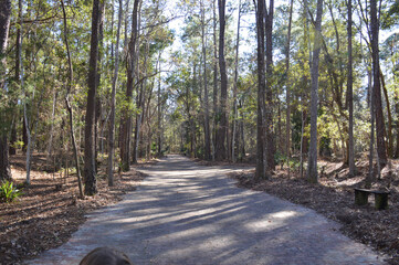 path in the woods