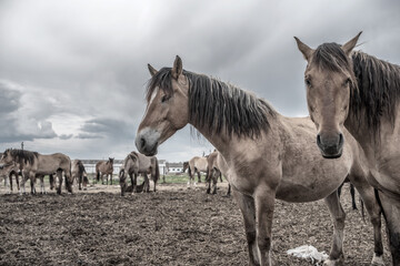 Horses in the paddock at the farm. Black and white photography.