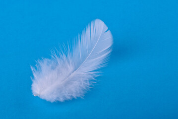 white feather on a blue background, close-up