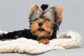 Yorkshire terrier puppy looking in a fluffy white blanket