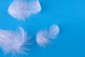 white feathers on a blue background, close-up