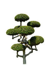 brush tree dwarf, bonsai tree isolated on white background. Green shrub tree for outdoor garden decoration. 