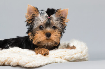puppy Yorkshire terrier looking