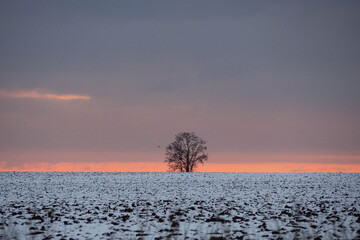 Fototapeta na wymiar Lonely tree in the middle of the snowy fields during the sunset